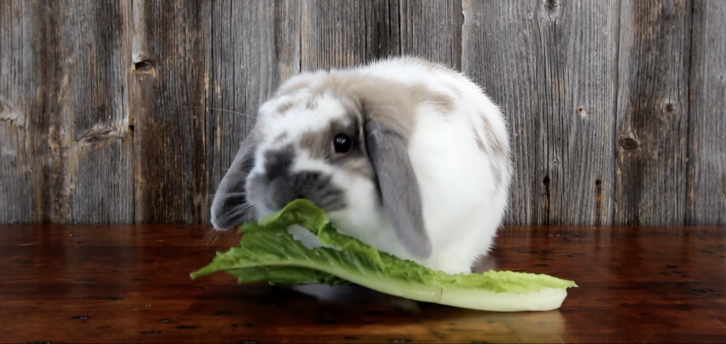 3 Animals That Can Safely Eat Lettuce